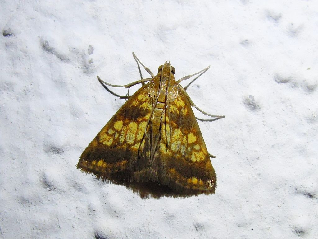 Evergestis politalis (Crambidae)